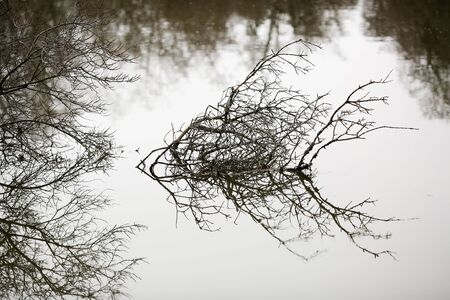Spring flood in the nature reserve Leinoera with sea buckthorn tree in the water の写真素材