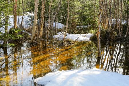 Spring flood at the swamp in the Trondelag, Norwayの写真素材