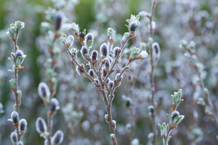 Spring background with blooming bush in the gardenの写真素材