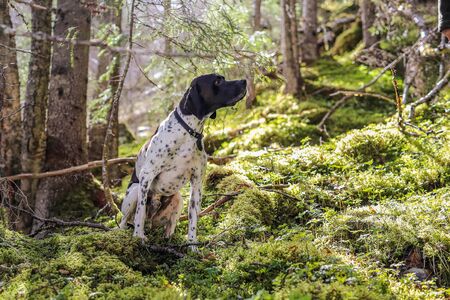 Dog english pointer sitting in the spring forest 