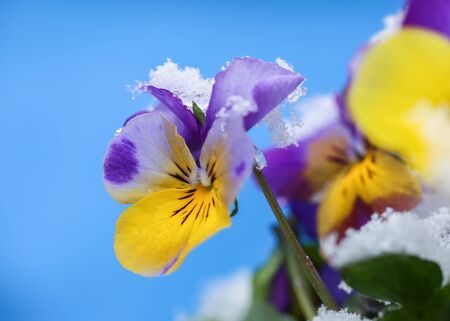 Colorful flower Pansy covered with snow after snowfall in the spring の写真素材