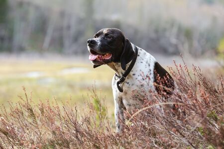 Dog english pointer sitting in the grass 