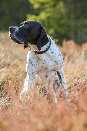 Dog english pointer sitting in the grass 