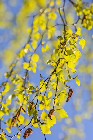 Blooming birch branch on the blue background の写真素材