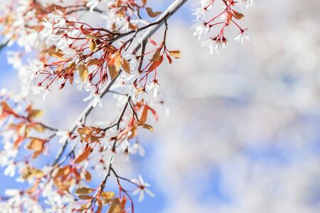 Summer background with blooming cherry branch in the garden
