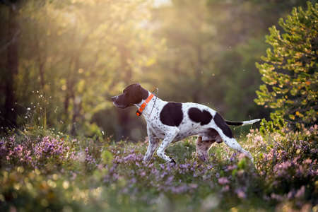 Dog english pointer running in the sunny summer forest with GPS tracker