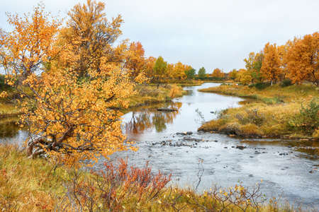 Fall on the swamp in the Forollhogna National Park