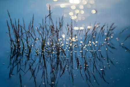 Golden hour in the summer, grass standing in the water during high tide