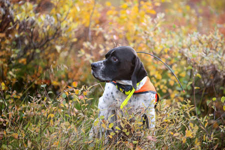 Dog english pointer sitting in the grass with GPS trackerの写真素材