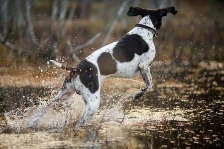 Dog english pointer hunting on the swamp in Novemberの写真素材