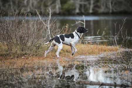 Dog english pointer hunting on the dark swamp in November