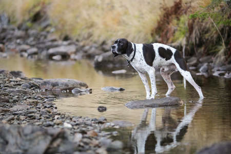 Dog english pointer standing on the stone in the streamの写真素材