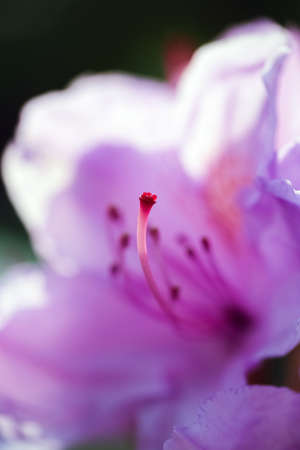Blurred purple rhododendron blooming in the garden, closeup, macro