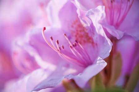Purple rhododendron blooming in the garden, closeup, macroの写真素材