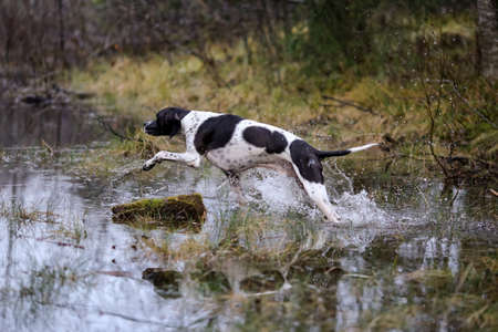 Dog english pointer hunting  on the swampの写真素材