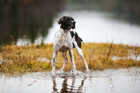 Dog english pointer hunting on the swamp in the autumnの写真素材