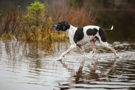 Dog english pointer hunting on the swamp in the autumn
