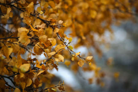 yellow birch leaves on the white background