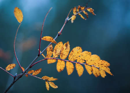 Rowan yellow leaves on the dark blue backgroundの写真素材