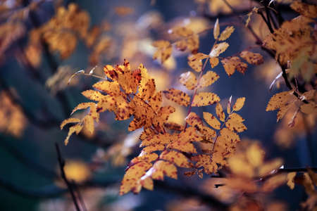 Rowan leaves on the dark blue background, closeup