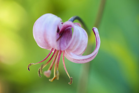 Blooming purple lilia on the green background, closeup, macroの写真素材