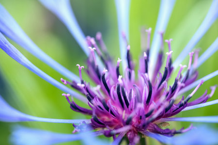 Blooming blue plant Corn, on the green background, macro, closeup