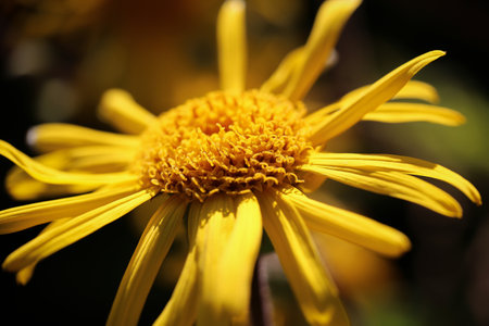 Blooming yellow medical plant Arnica Montana, closeup, macroの写真素材