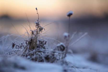 Cold winter sunset with plants covered with snow and frostの写真素材