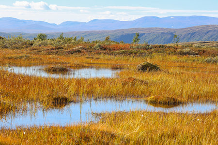 Swamp in the Forollhogna national park, popular place for hunting in the autumn