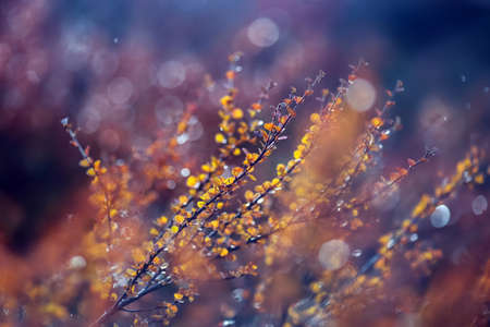 Autumn bush ( apine flora) with colorful leaves in the mountains , closeupの写真素材