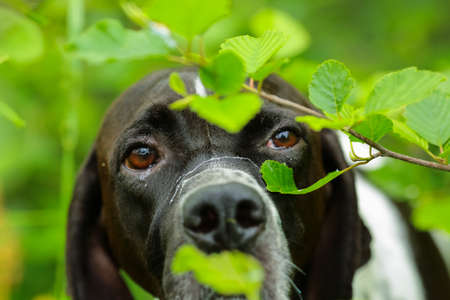 Dog english pointer portrait, in the green bushes, closeupの写真素材