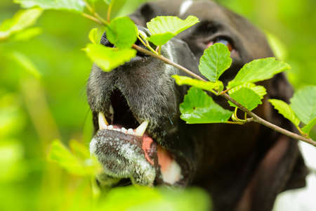 Dog english pointer portrait closeup in the green leaves