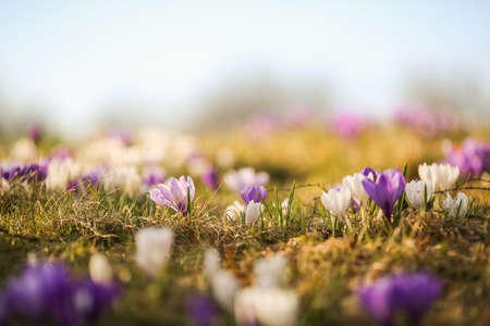 Spring in Norway, plantation of blooming flower Crocus in the gardenの写真素材