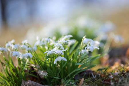 Spring in Norway, plantation of blooming woodland plant