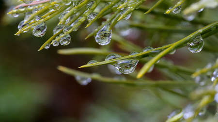 Water drops on the pine tree after rain, closeup, macro