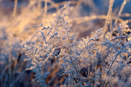 Grass covered with frost in the autumn , macro, closeupの写真素材