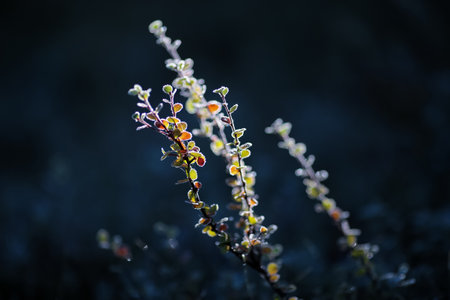 Plants covered with frost in the cold weather in the autumnの写真素材
