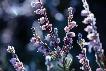 Plants covered with frost in the cold weather in the autumnの写真素材