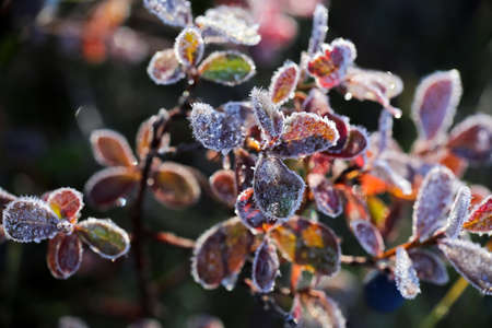 Plants covered with frost in the cold weather in the autumnの写真素材