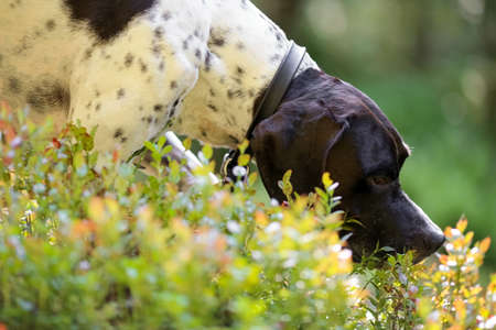 Dog english pointer hunting  in the sunny summer forest