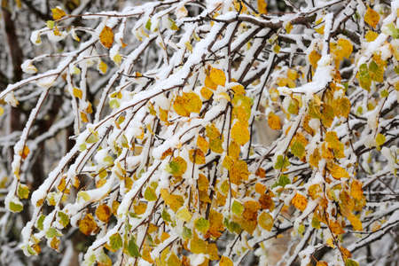 First snow in Norway, birch leaves covered with snowの写真素材