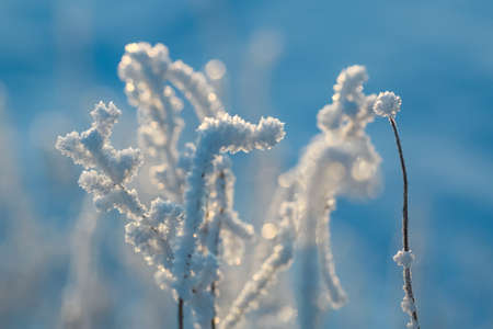 Plant covered with frost in the autumn, closeup