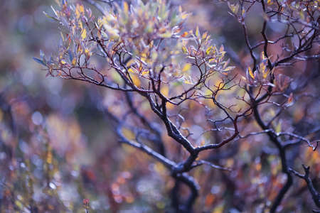 Colorful autumn bushes and plants in the mountains in Norway, closeup