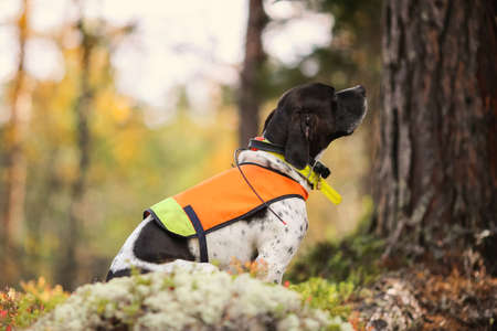 Dog english pointer hunting  in the mountains in Norwayの写真素材