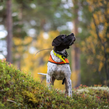 Dog english pointer hunting  in the mountains in Norway