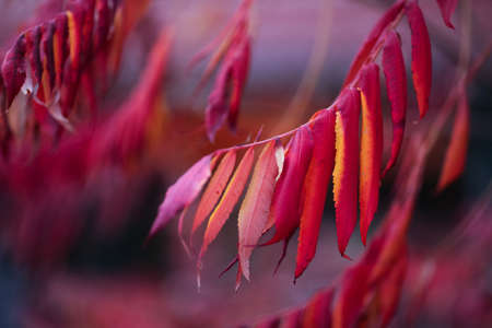 Autumn purple rowan leaves, closeup . Autumn background.