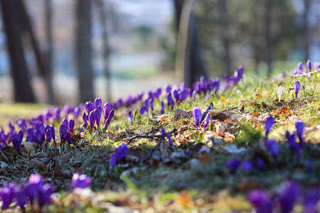 Blooming blue plant Crocus in the garden in the sunny spring dayの写真素材