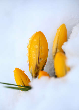 The plant Crocus covered with snow and water drops after snowfall in the springの写真素材