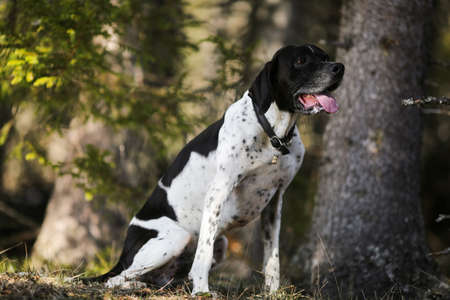 Spring in the air, dog english pointer portrait in the sunny forestの写真素材
