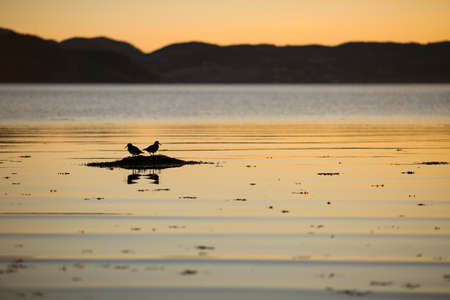 View of the Trondheim fjord and the beach Oesanden, Gaulosen nature reserve and  sandpipers on the...